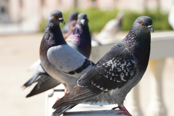 pigeon control las vegas pest control