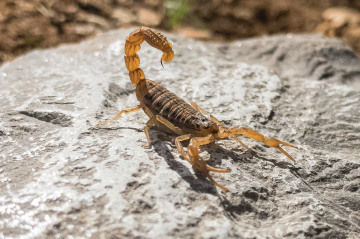 scorpions in las vegas pest control