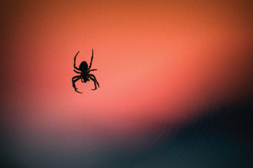 spider control las vegas homes